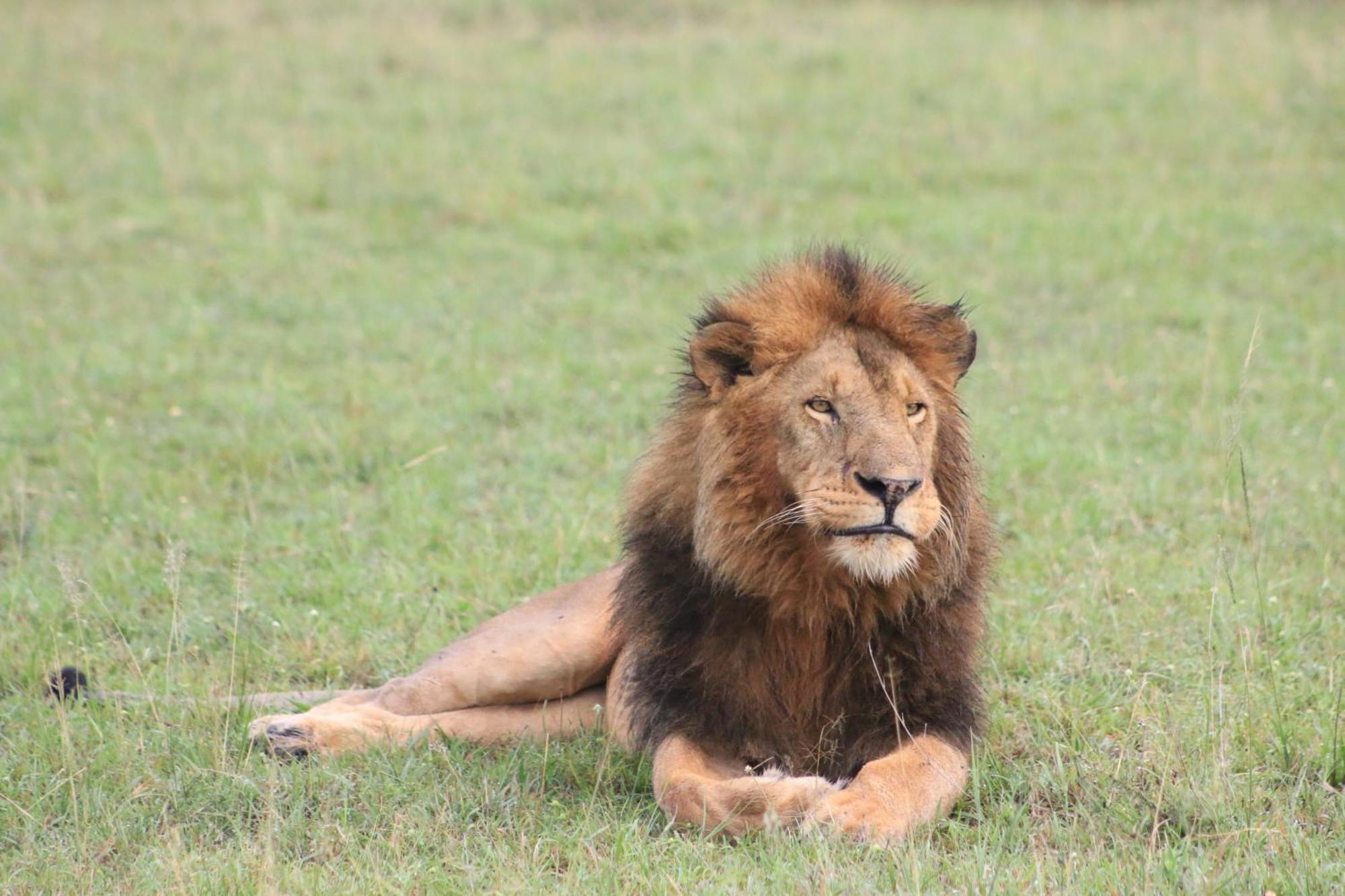 Samana Mara Maasai Mara Exterior foto