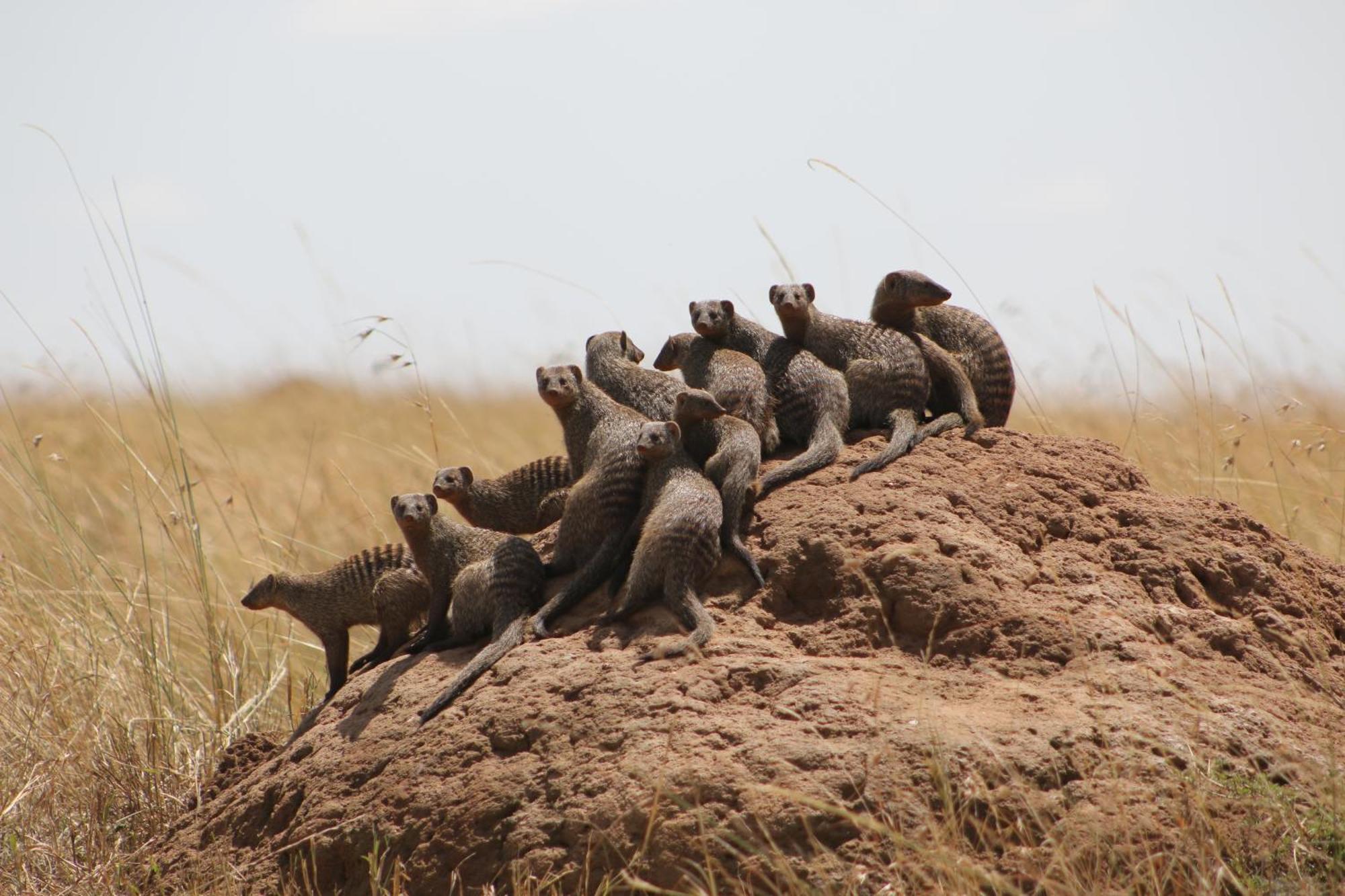 Samana Mara Maasai Mara Exterior foto