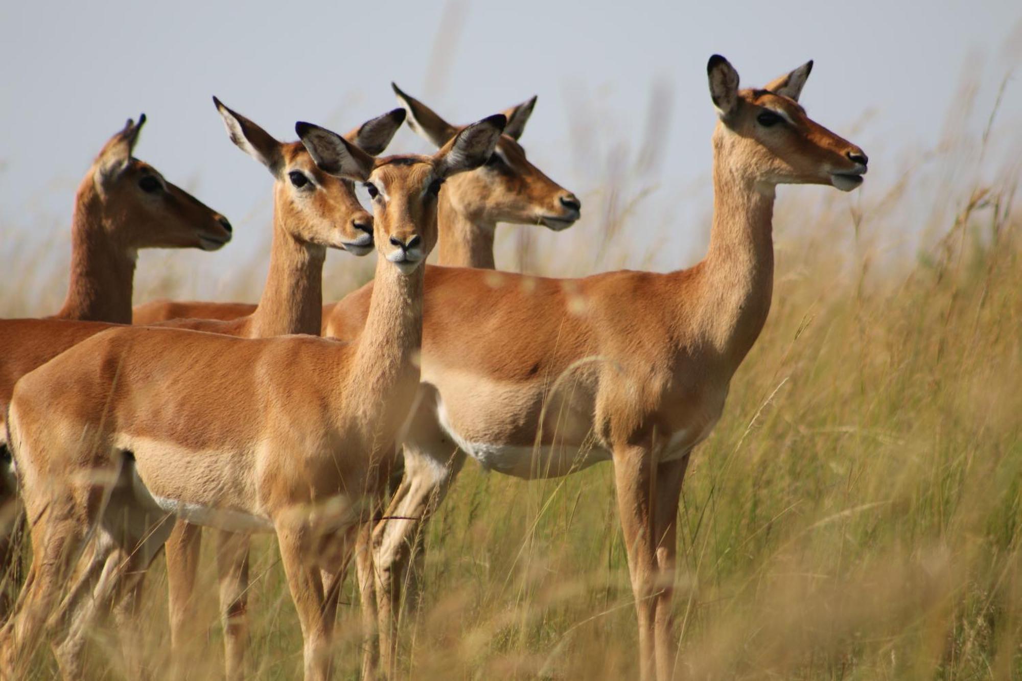 Samana Mara Maasai Mara Exterior foto