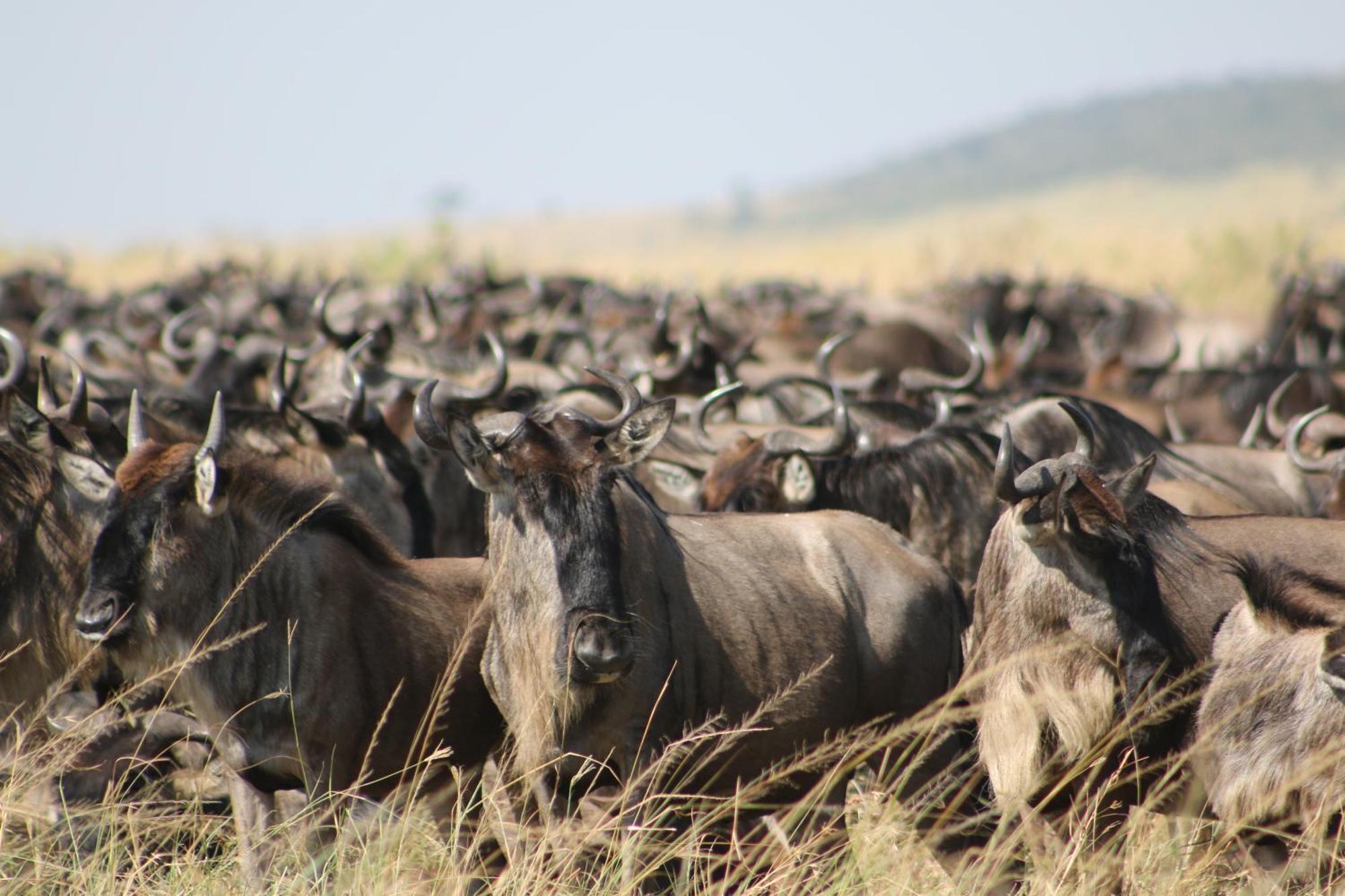 Samana Mara Maasai Mara Exterior foto