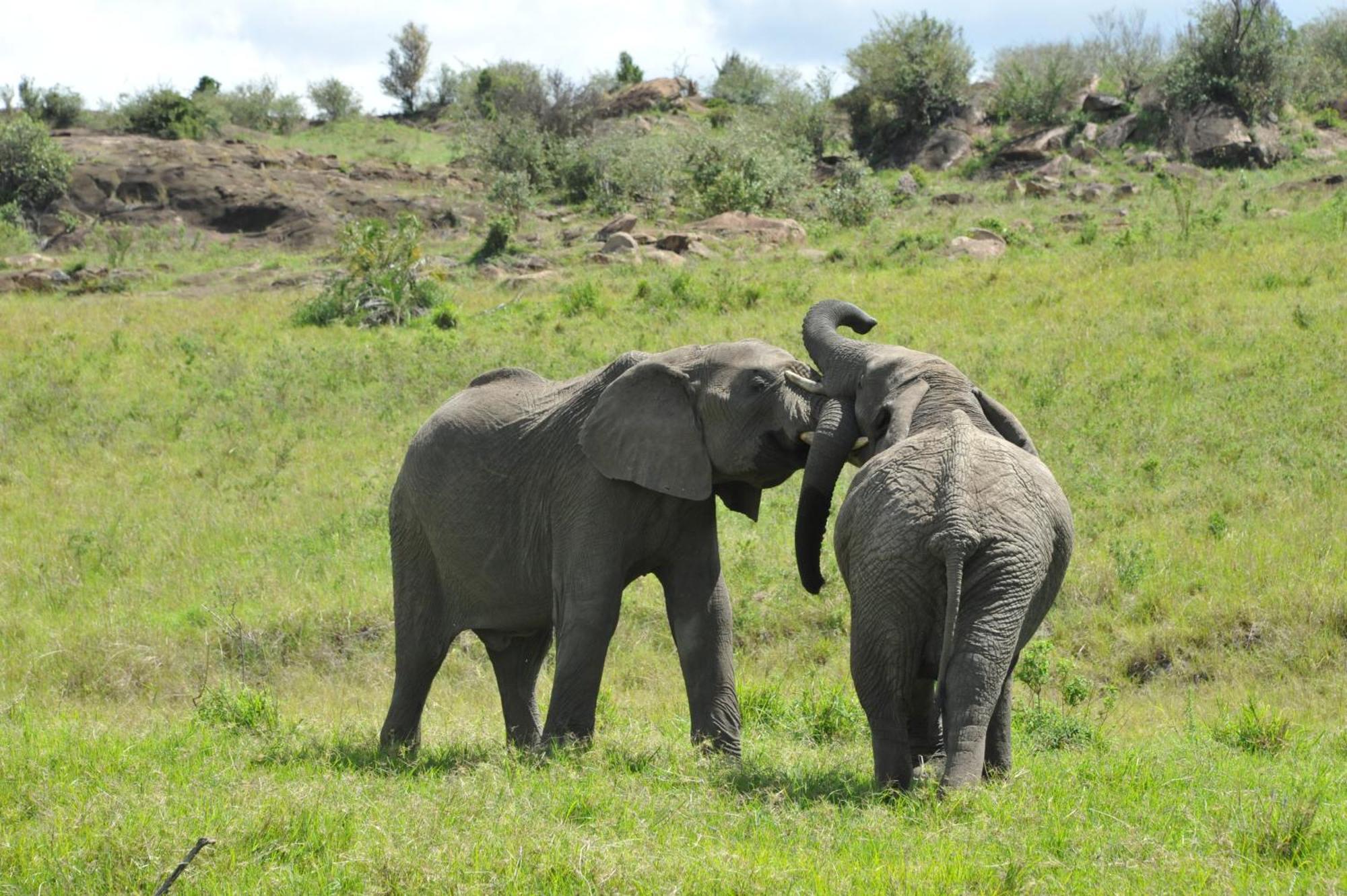 Samana Mara Maasai Mara Exterior foto